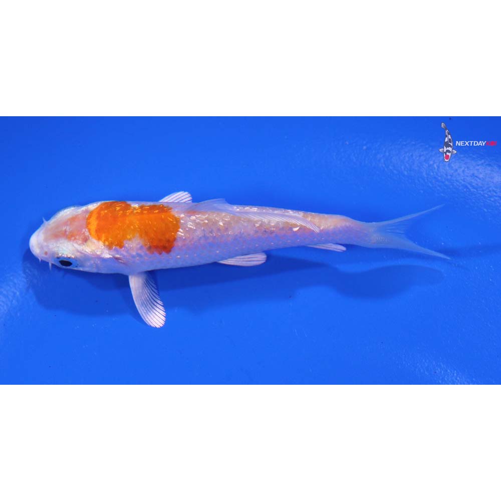 3” Imported Gin Rin Hariwake