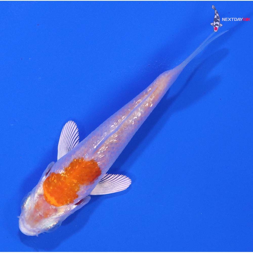 3” Imported Gin Rin Hariwake