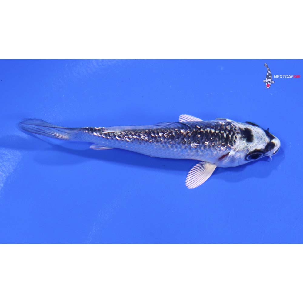 3” Imported Gin Rin Gin Matsuba