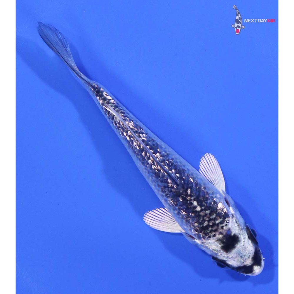 3” Imported Gin Rin Gin Matsuba