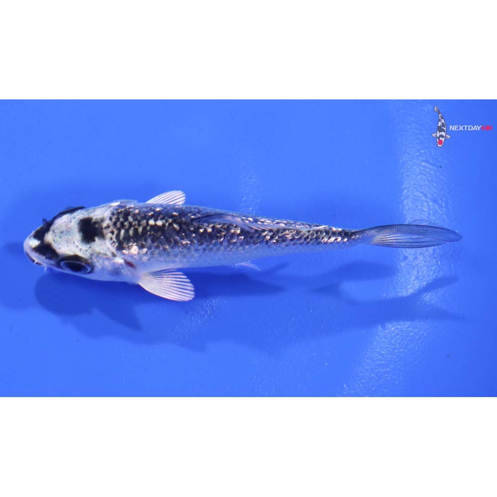 3” Imported Gin Rin Gin Matsuba