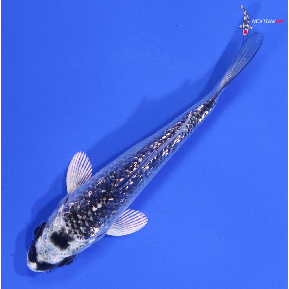 3” Imported Gin Rin Gin Matsuba