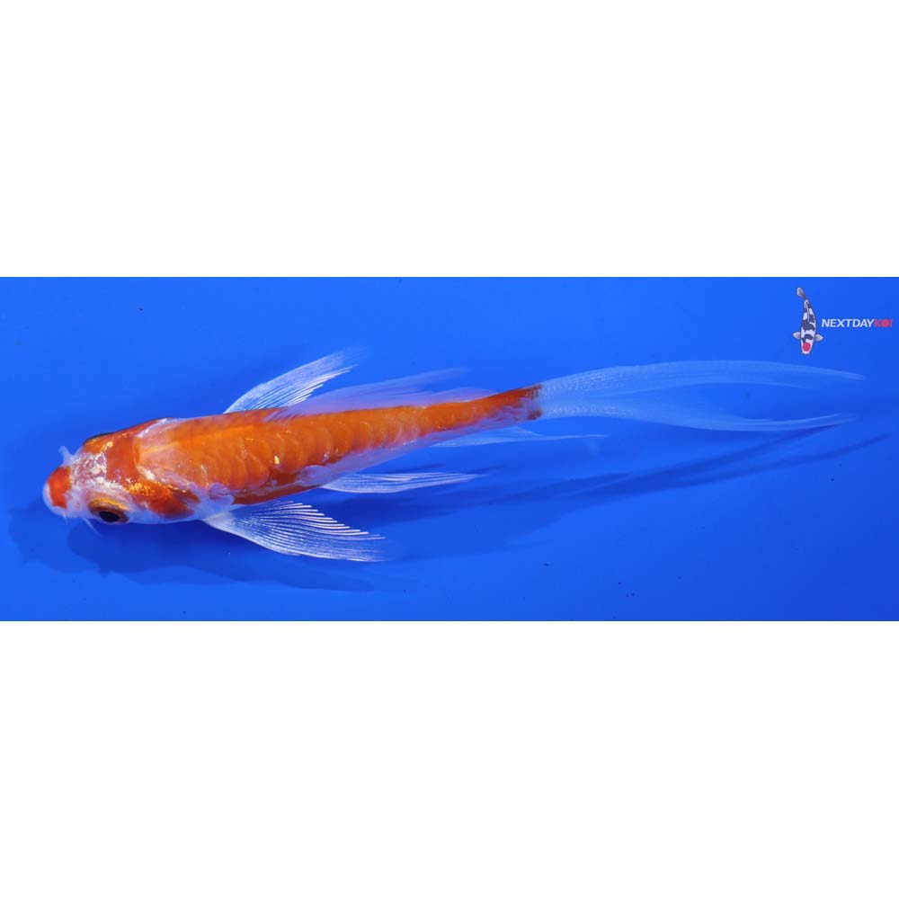 3.5” Imported Kikusui Butterfly Koi