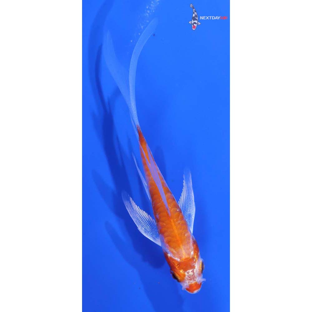 3.5” Imported Kikusui Butterfly Koi