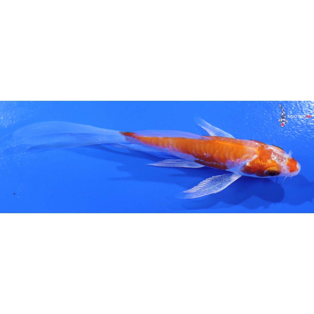 3.5” Imported Kikusui Butterfly Koi