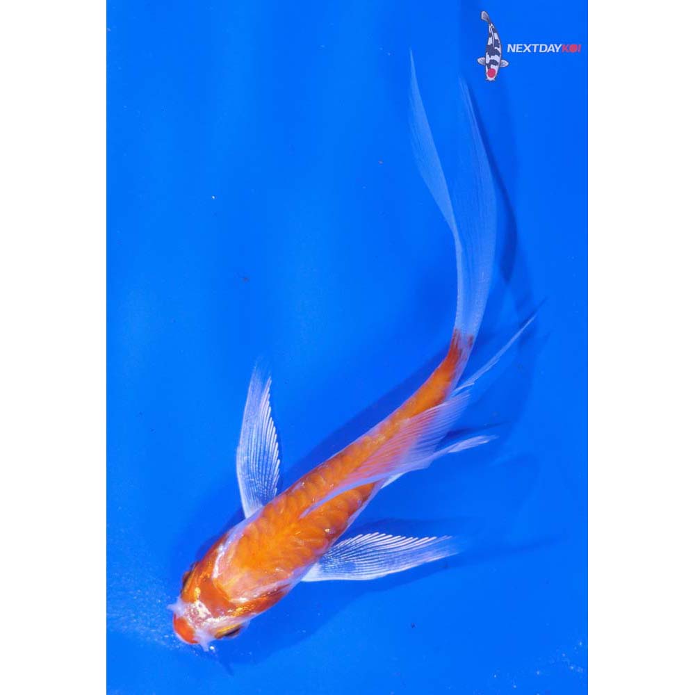 3.5” Imported Kikusui Butterfly Koi