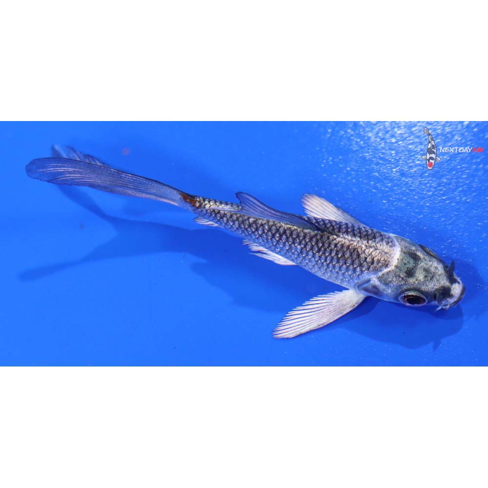 3” Imported Gin Matsuba Butterfly Koi