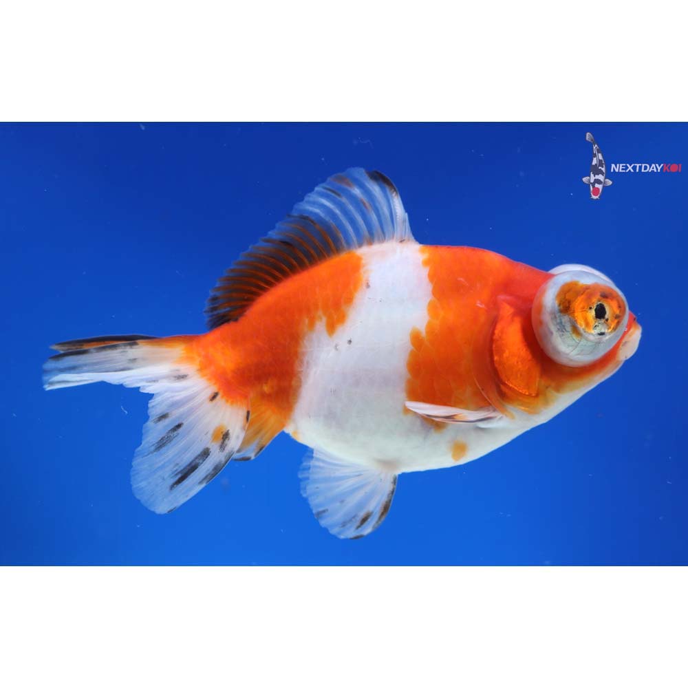 4.5” Imported Calico Telescope Fantail