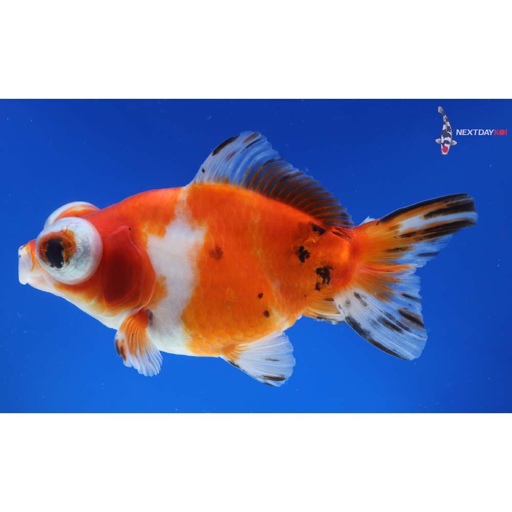 4.5” Imported Calico Telescope Fantail