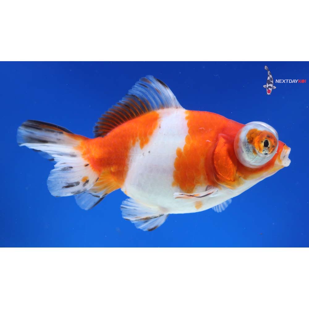 4.5” Imported Calico Telescope Fantail