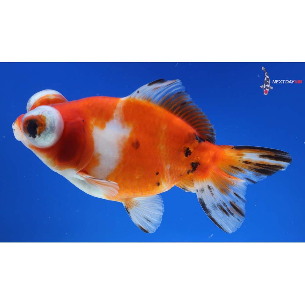 4.5” Imported Calico Telescope Fantail