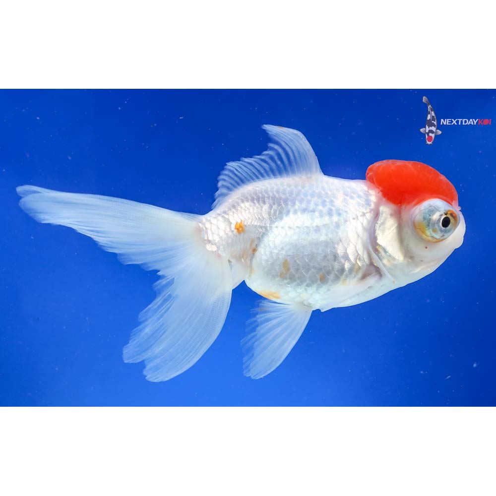 5” Imported Red and White Telescope Fantail