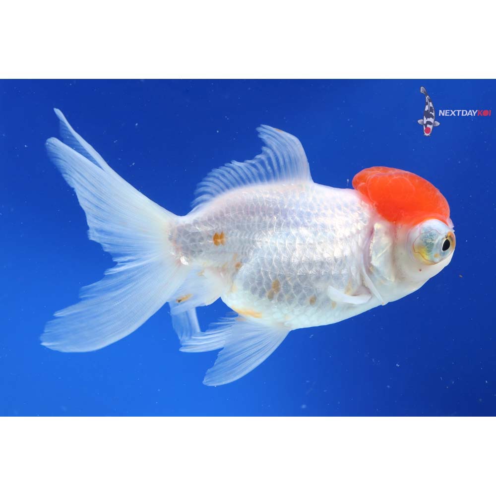 5” Imported Red and White Telescope Fantail