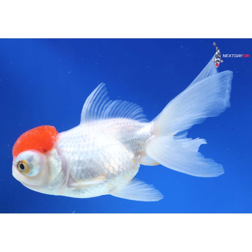 5” Imported Red and White Telescope Fantail