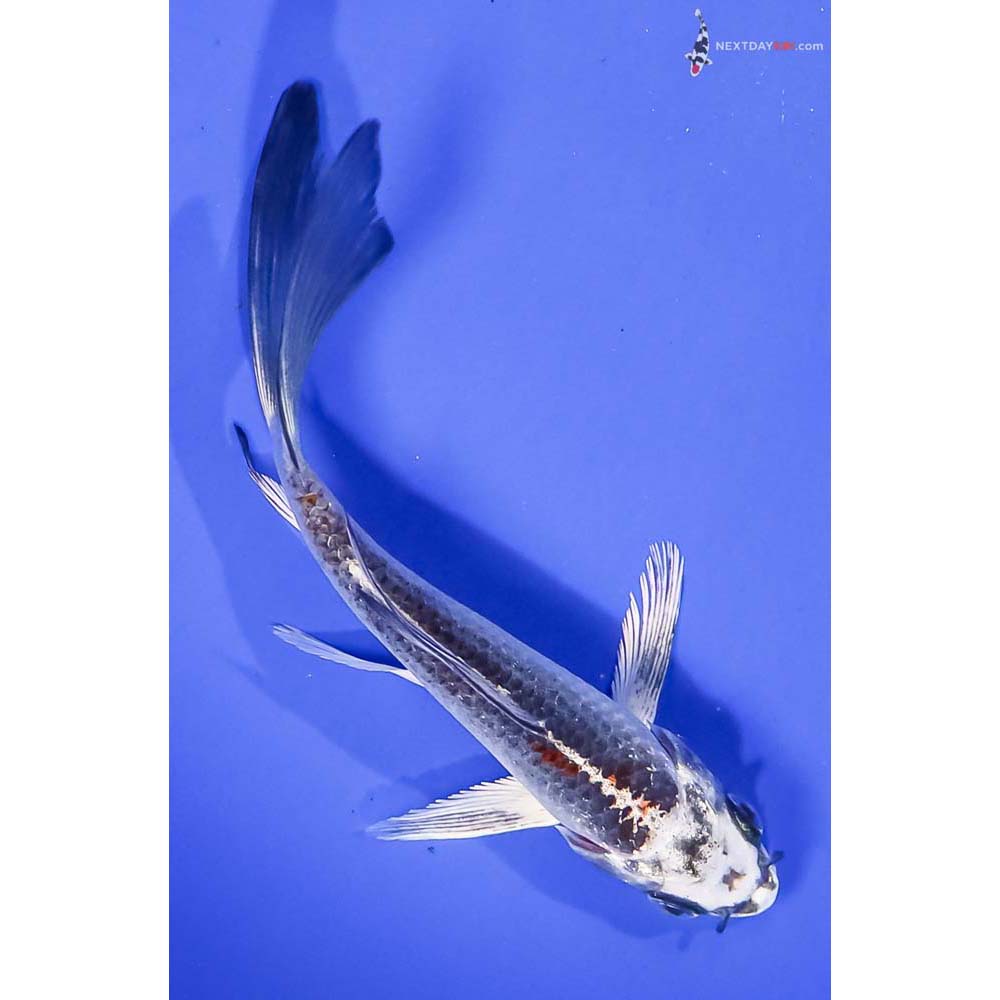 5” Imported Kujaku Butterfly Koi