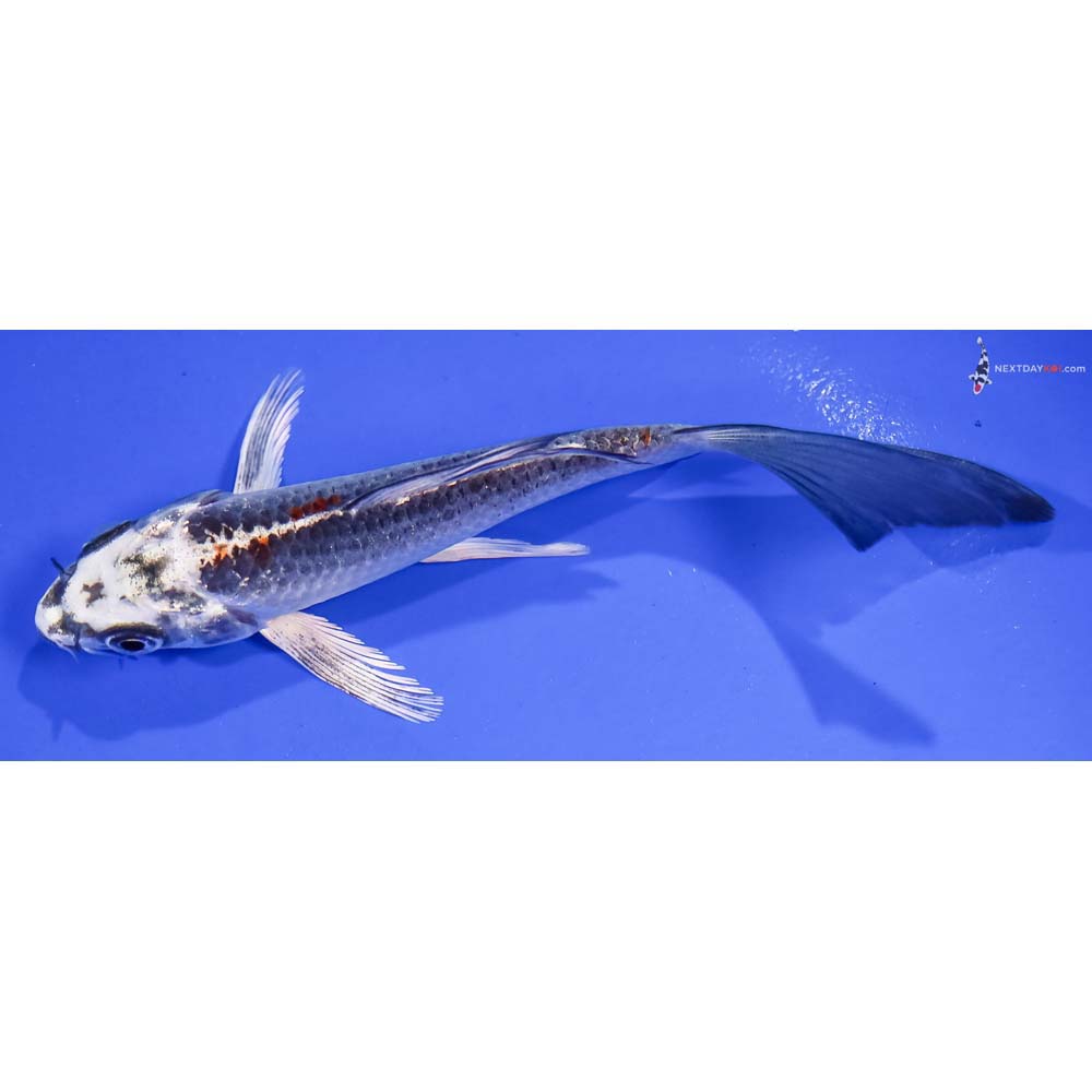 5” Imported Kujaku Butterfly Koi