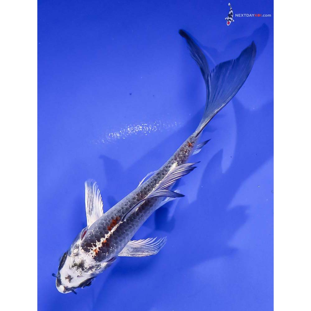5” Imported Kujaku Butterfly Koi