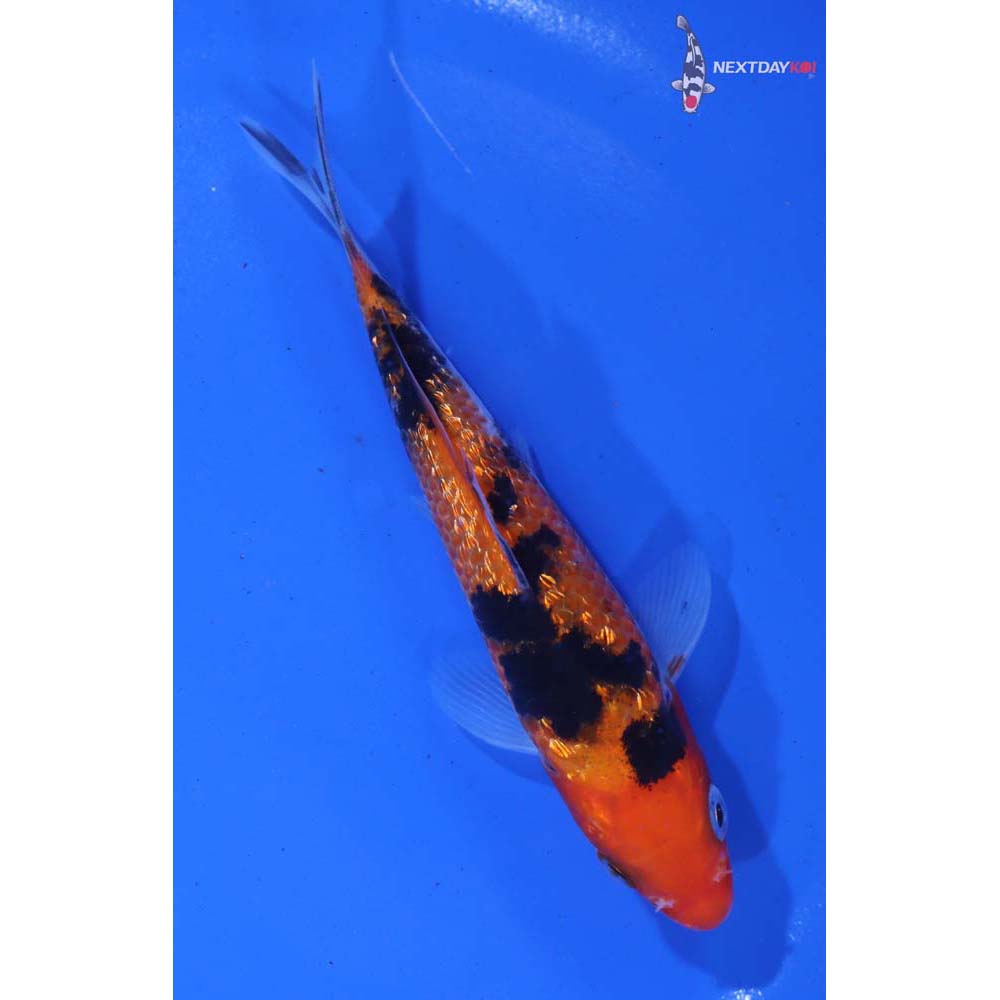 4.5” Imported Gin Rin Sanke