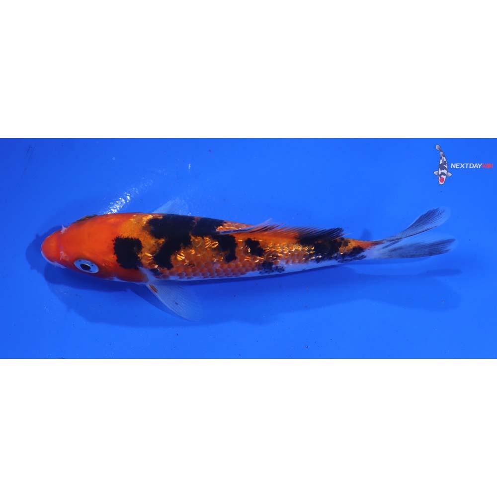 4.5” Imported Gin Rin Sanke