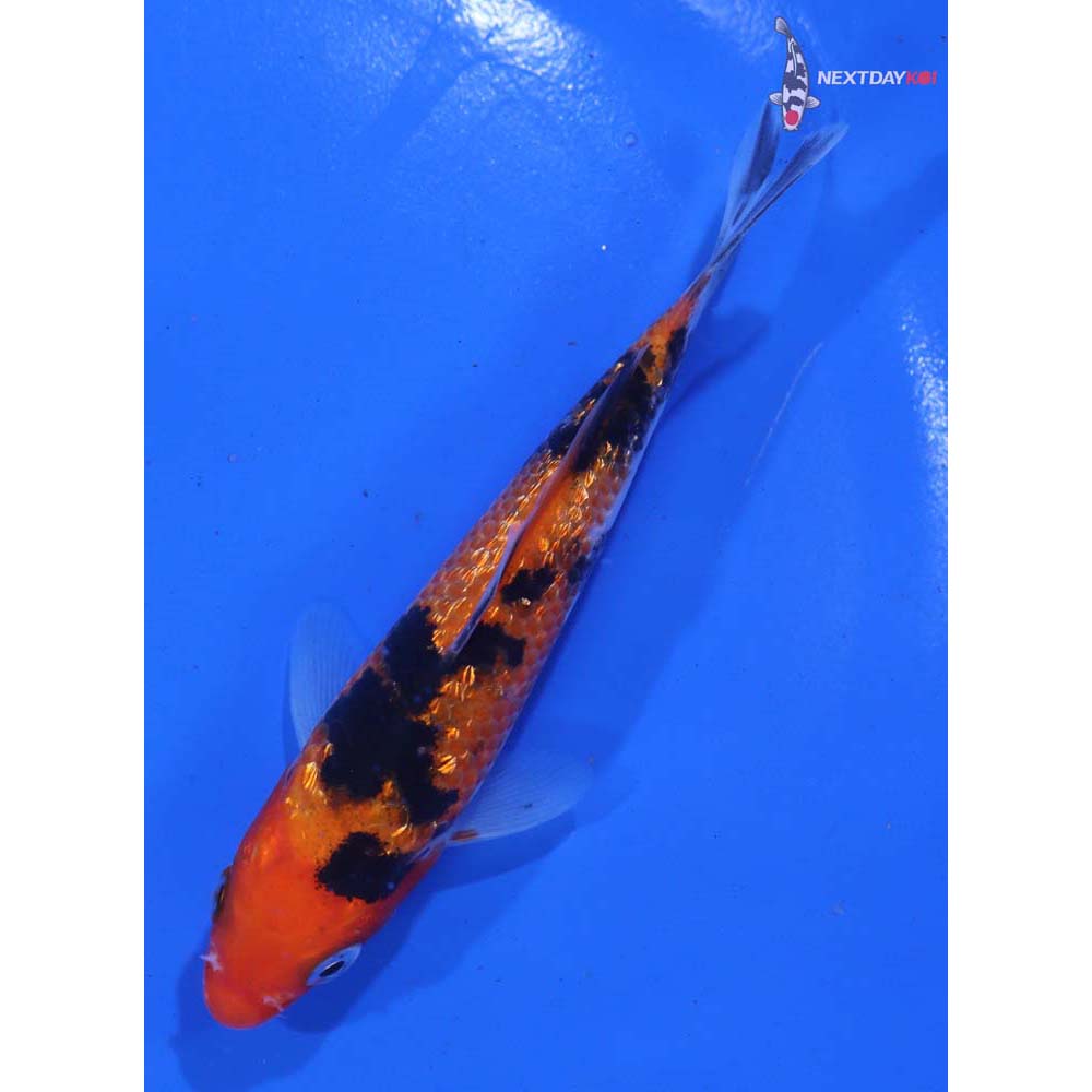 4.5” Imported Gin Rin Sanke