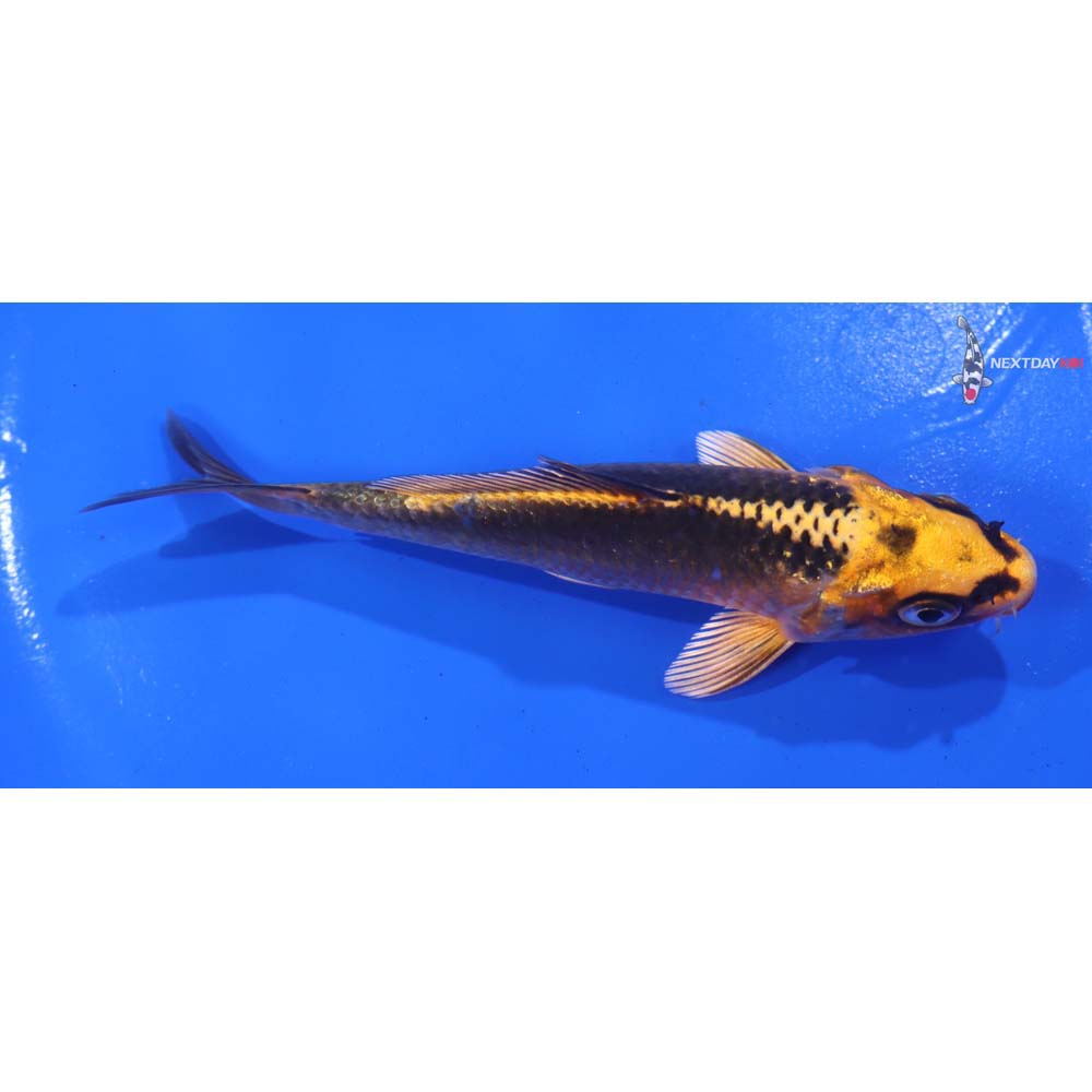 4.5” Imported Orenji Matsuba