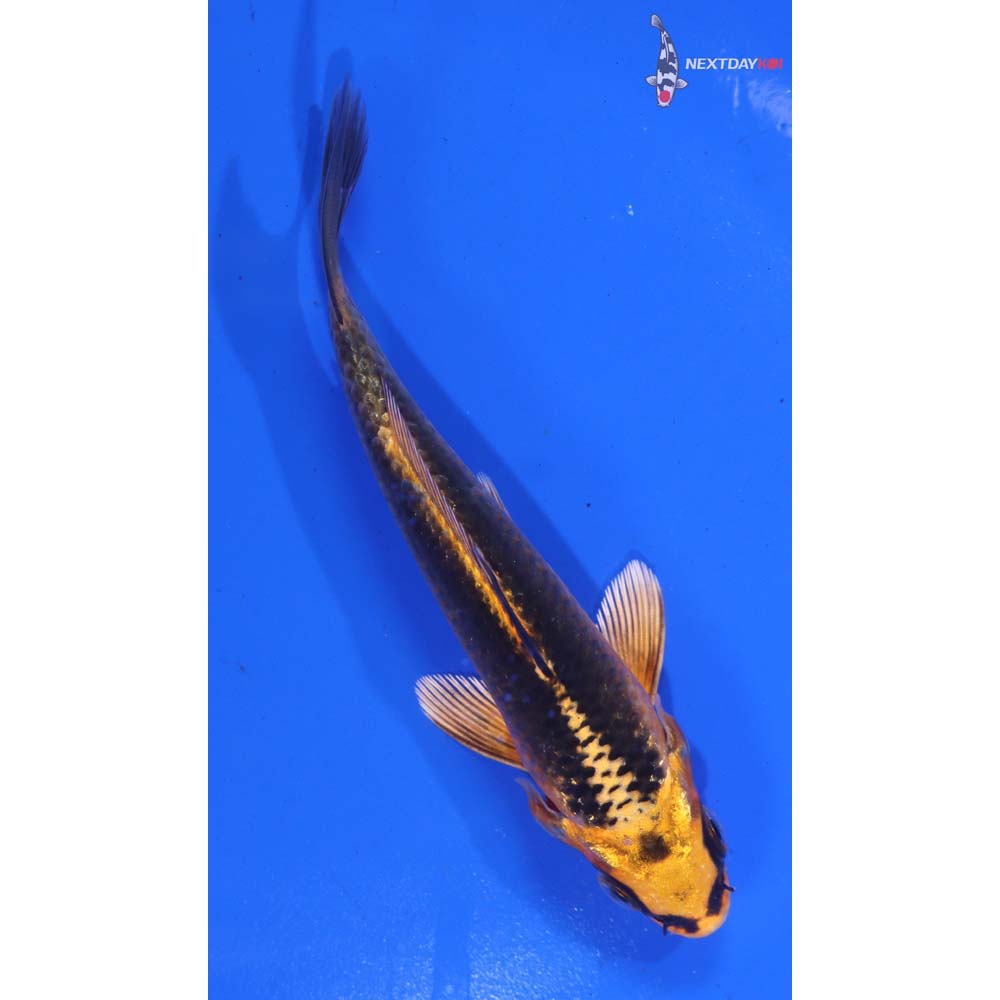 4.5” Imported Orenji Matsuba