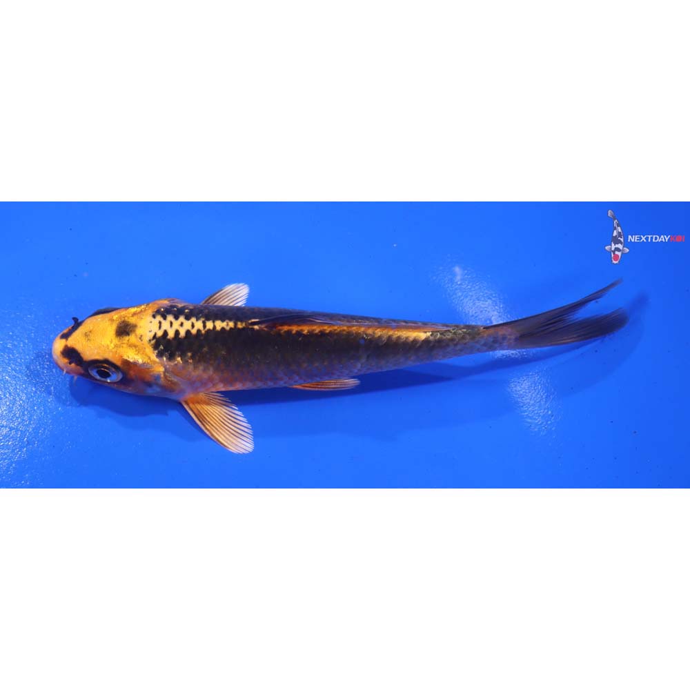 4.5” Imported Orenji Matsuba