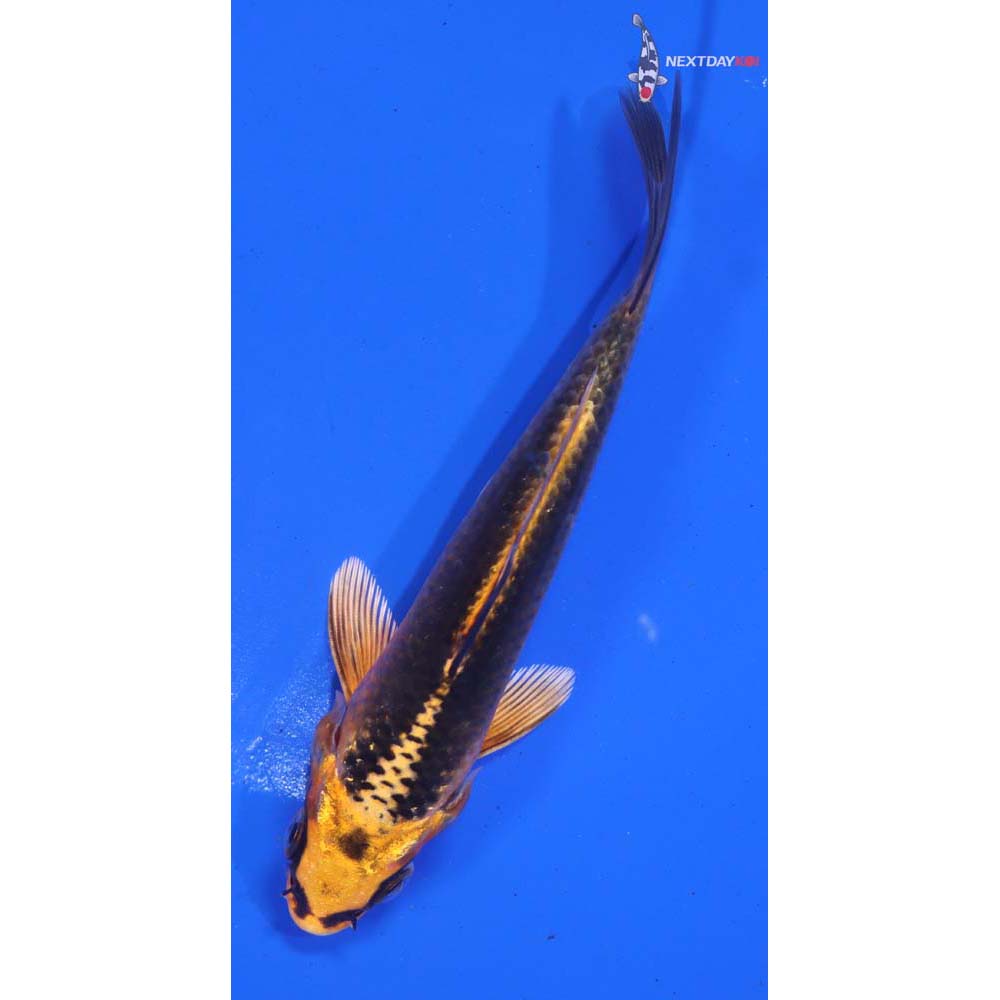 4.5” Imported Orenji Matsuba