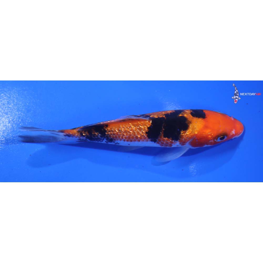 4.5” Imported Gin Rin Sanke