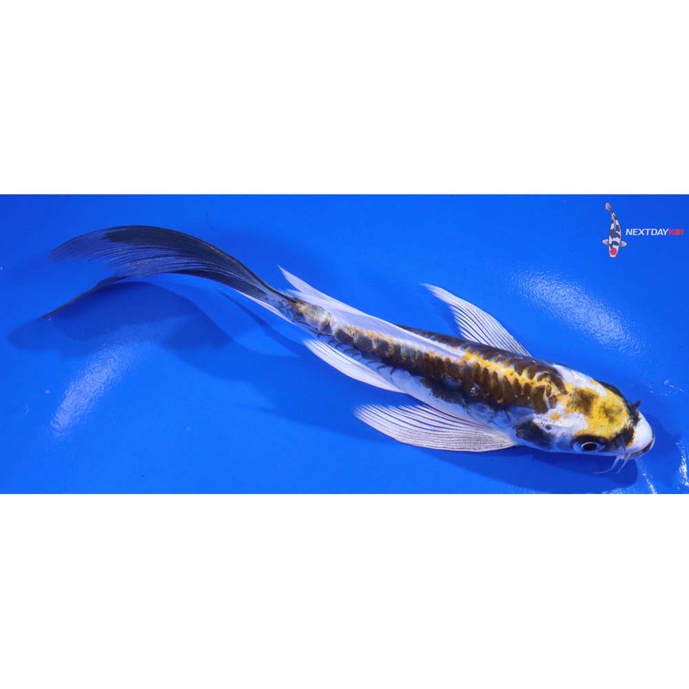6.5” Imported Kin Kikokuryu Butterfly Koi