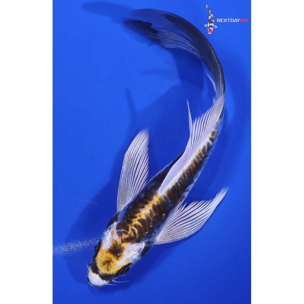 6.5” Imported Kin Kikokuryu Butterfly Koi