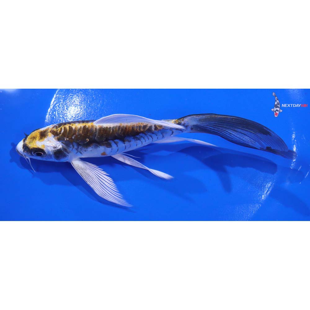 6.5” Imported Kin Kikokuryu Butterfly Koi
