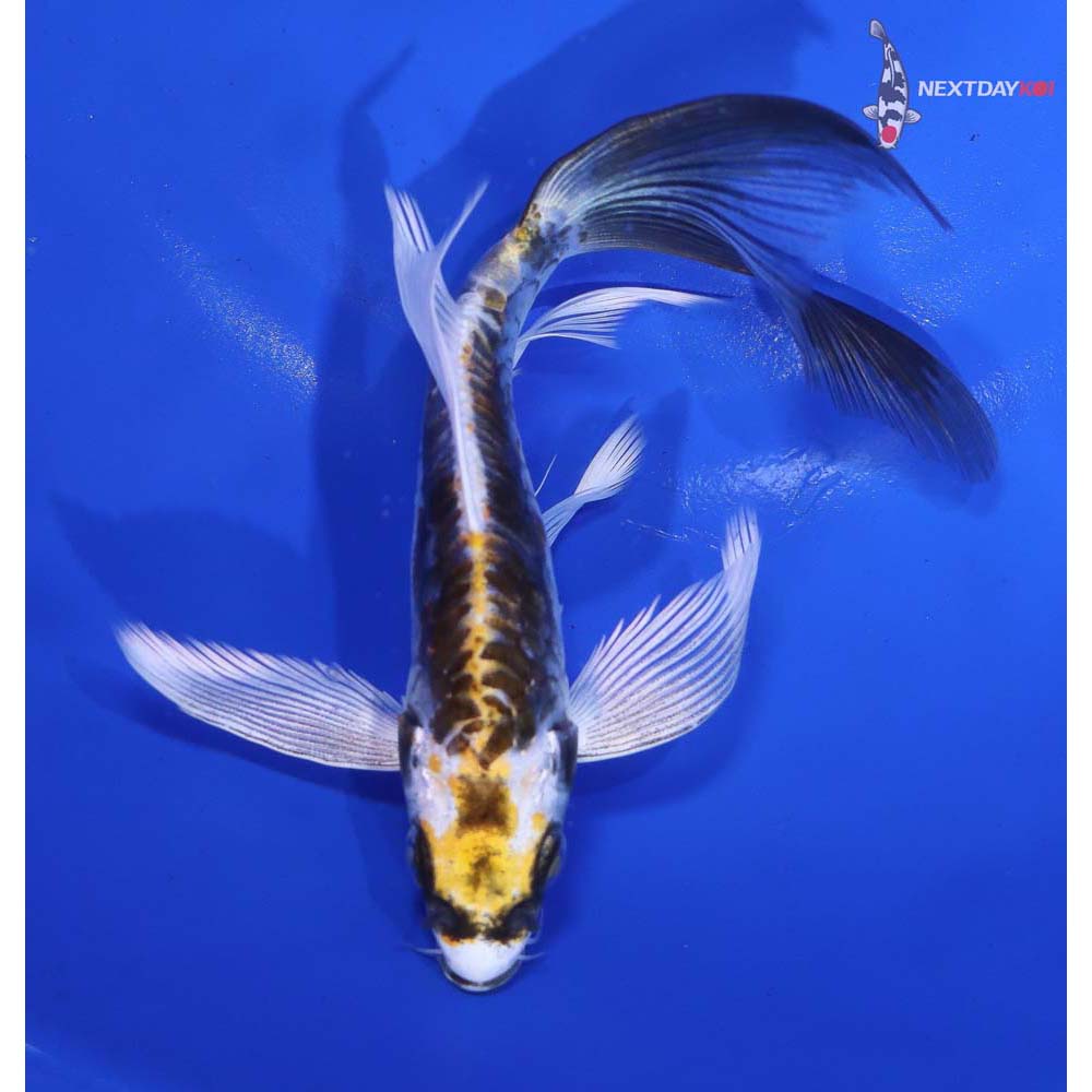 6.5” Imported Kin Kikokuryu Butterfly Koi