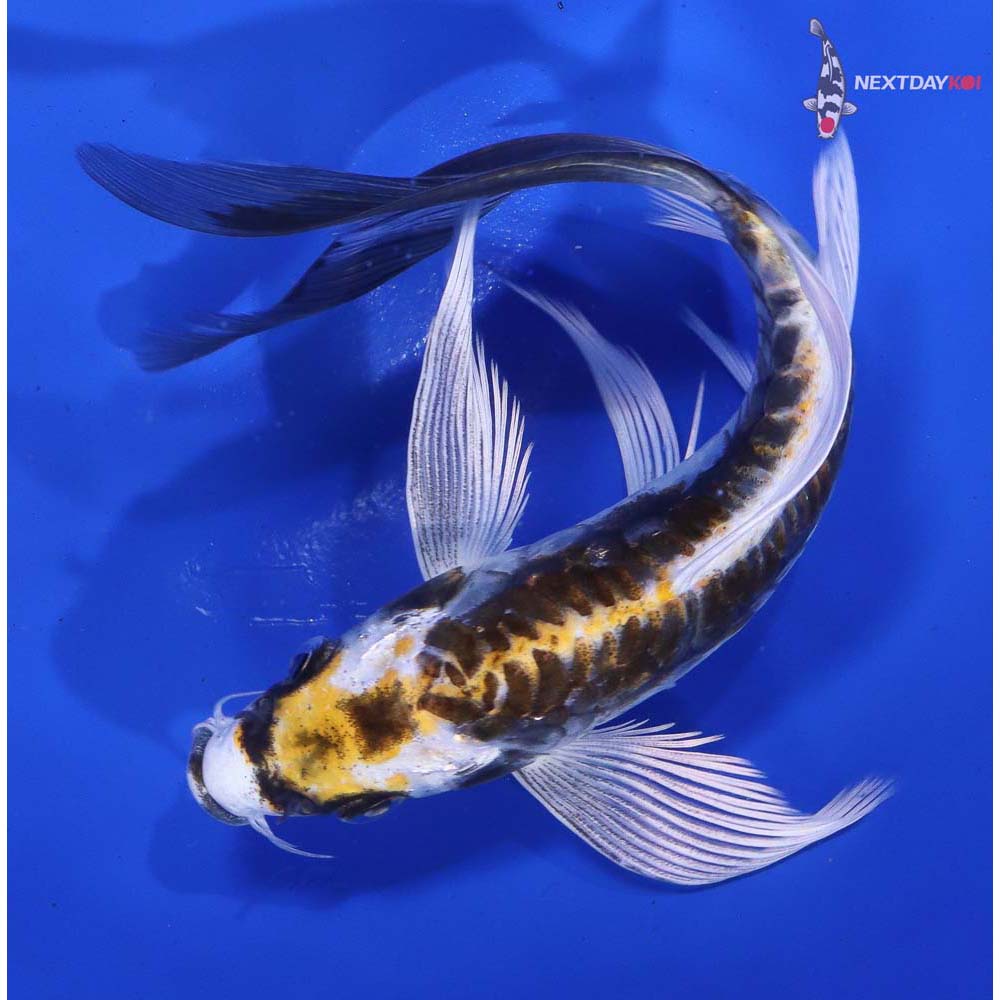 6.5” Imported Kin Kikokuryu Butterfly Koi