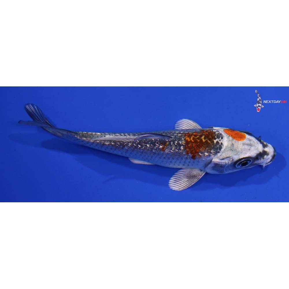 4” Imported Gin Rin Kujaku