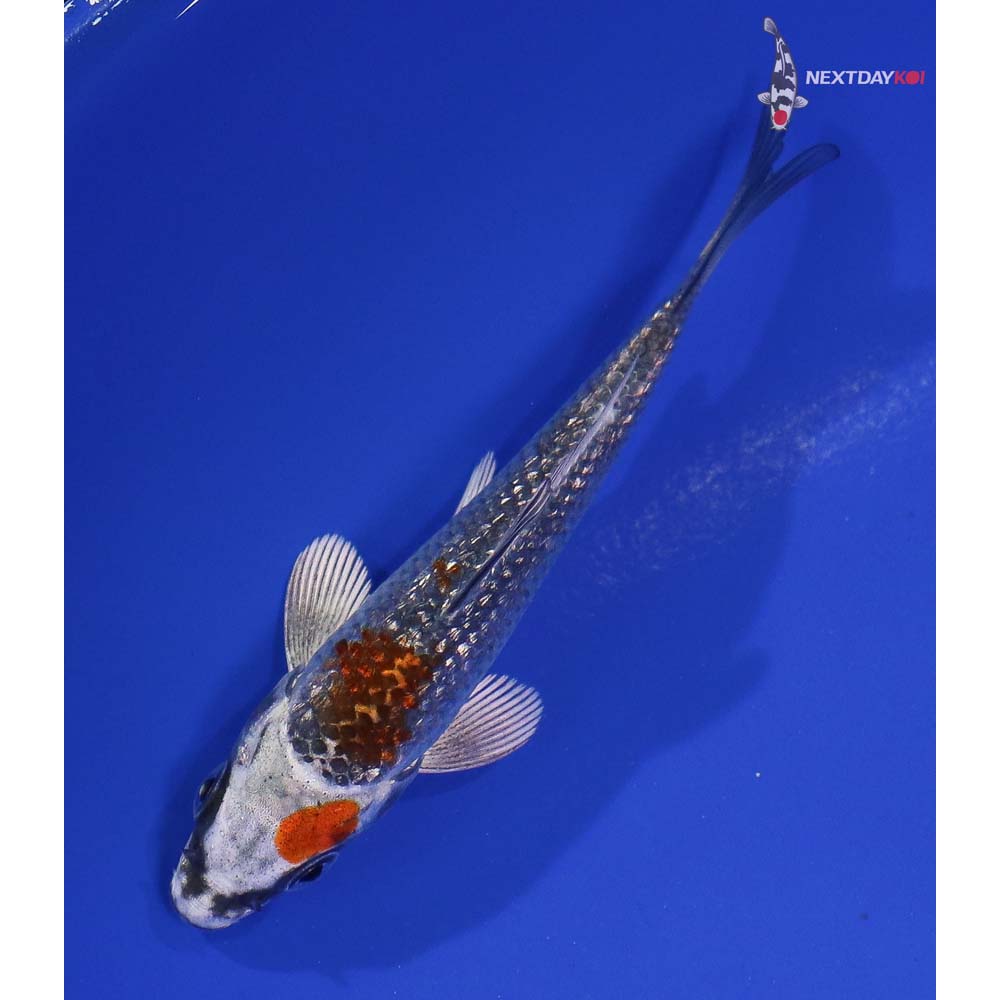 4” Imported Gin Rin Kujaku