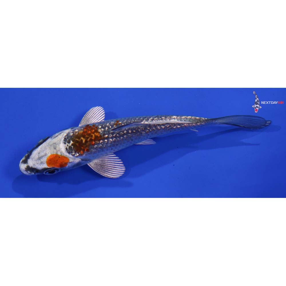 4” Imported Gin Rin Kujaku