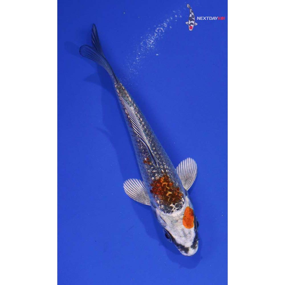 4” Imported Gin Rin Kujaku