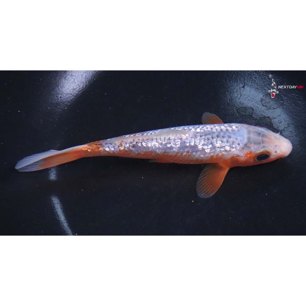 5.5” Imported Gin Rin Asagi