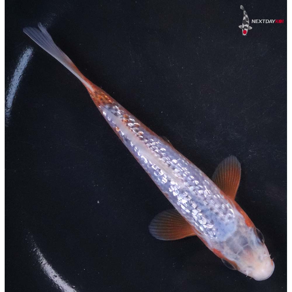 5.5” Imported Gin Rin Asagi