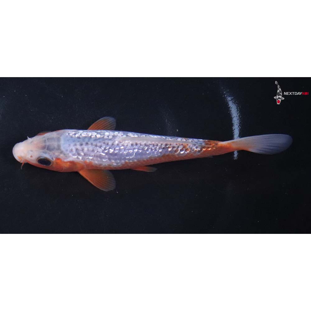 5.5” Imported Gin Rin Asagi