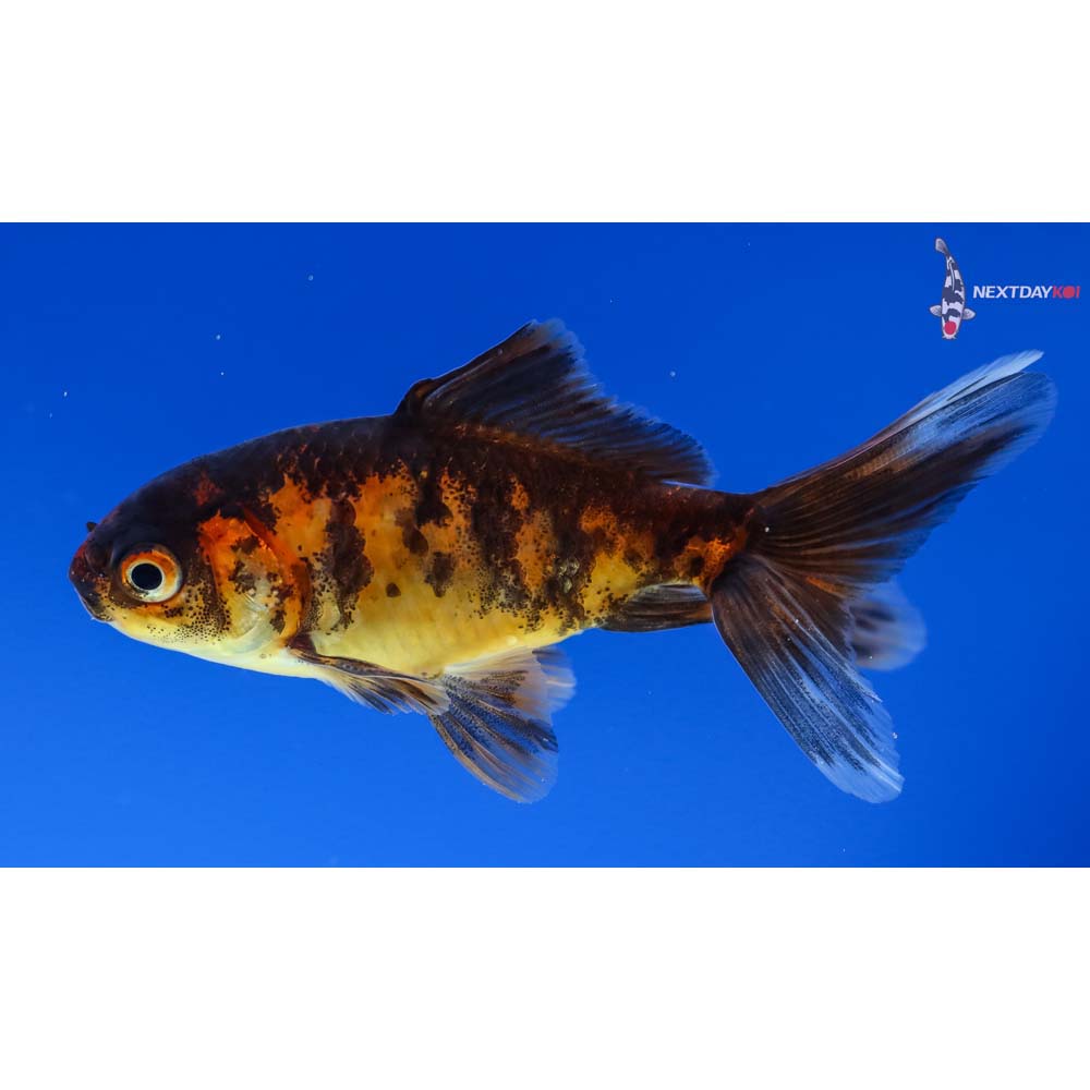 3” Imported Calico Wakin