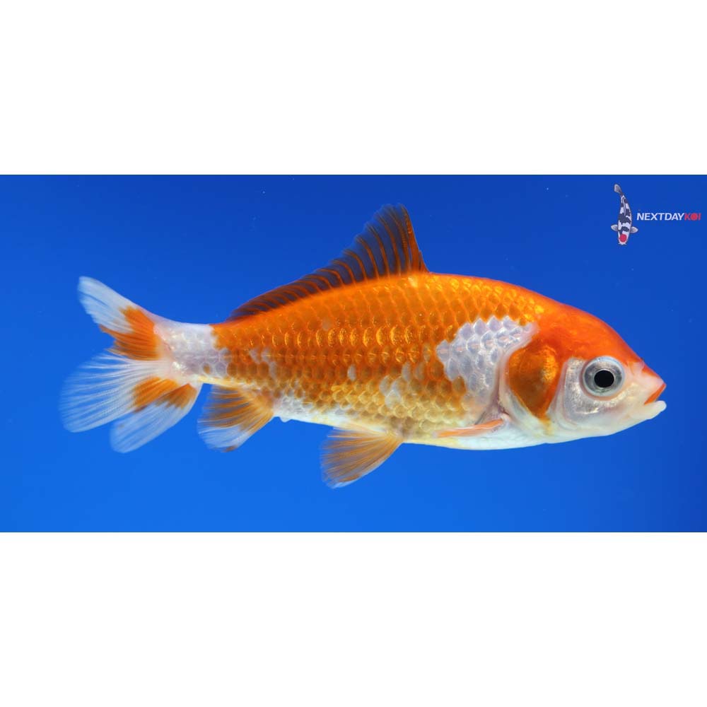 3.5” Imported Red and White Wakin