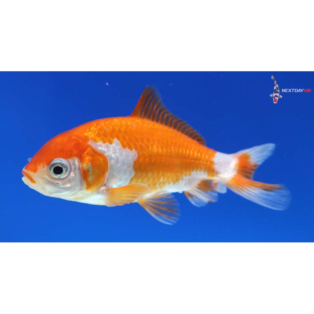 3.5” Imported Red and White Wakin