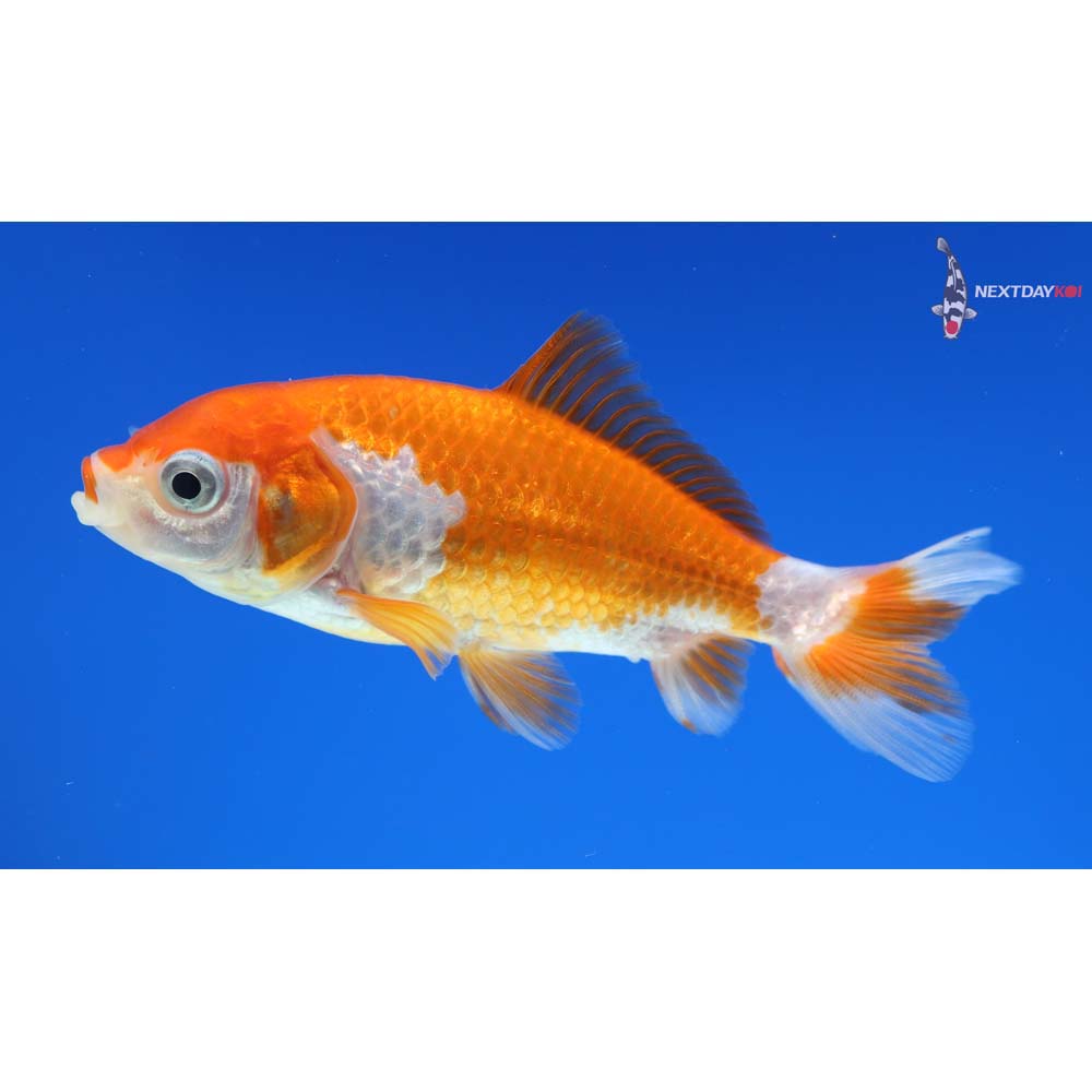 3.5” Imported Red and White Wakin