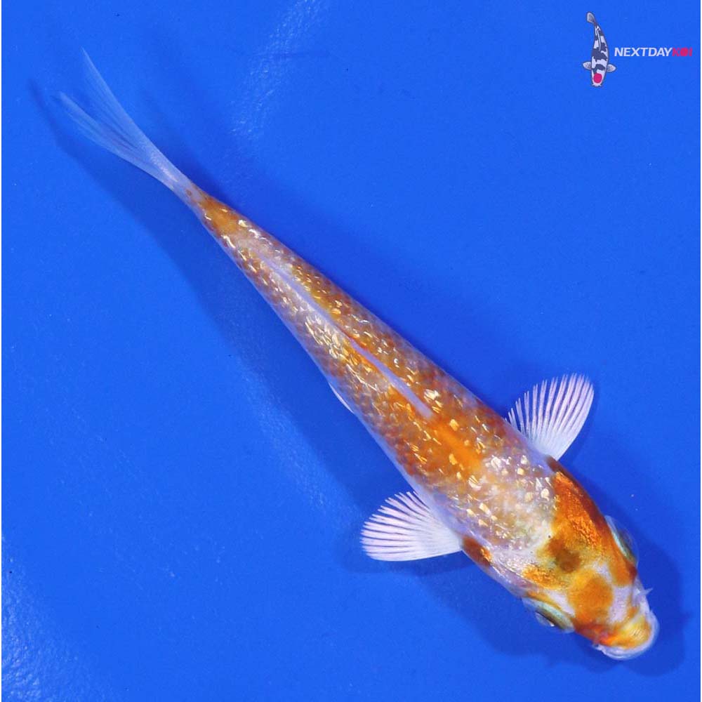 3” Imported Gin Rin Hariwake