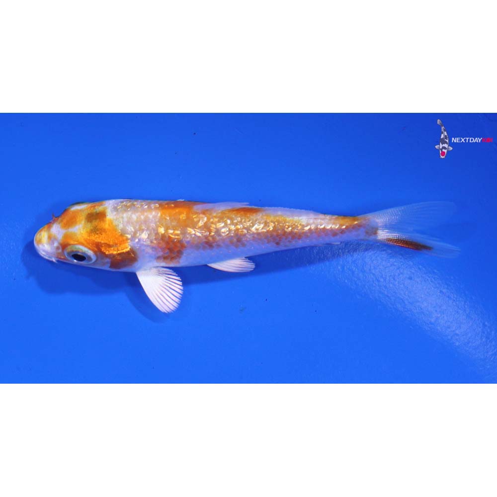 3” Imported Gin Rin Hariwake