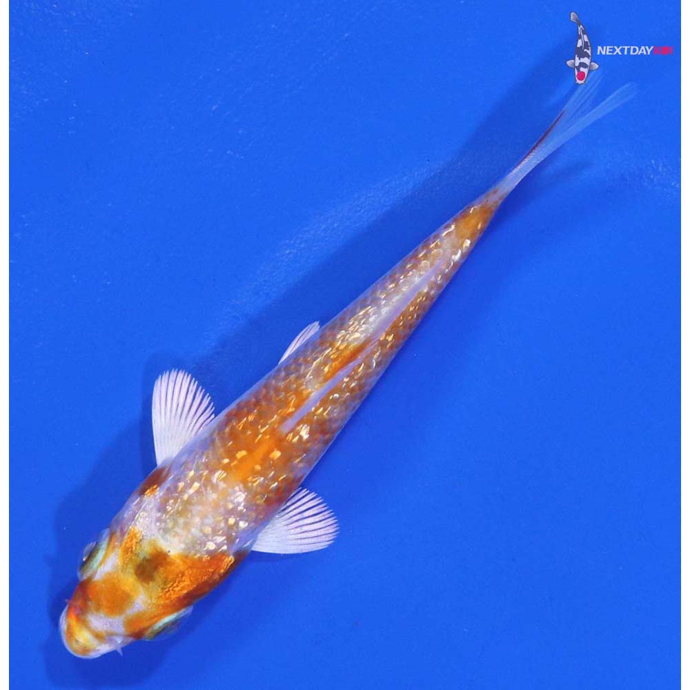 3” Imported Gin Rin Hariwake