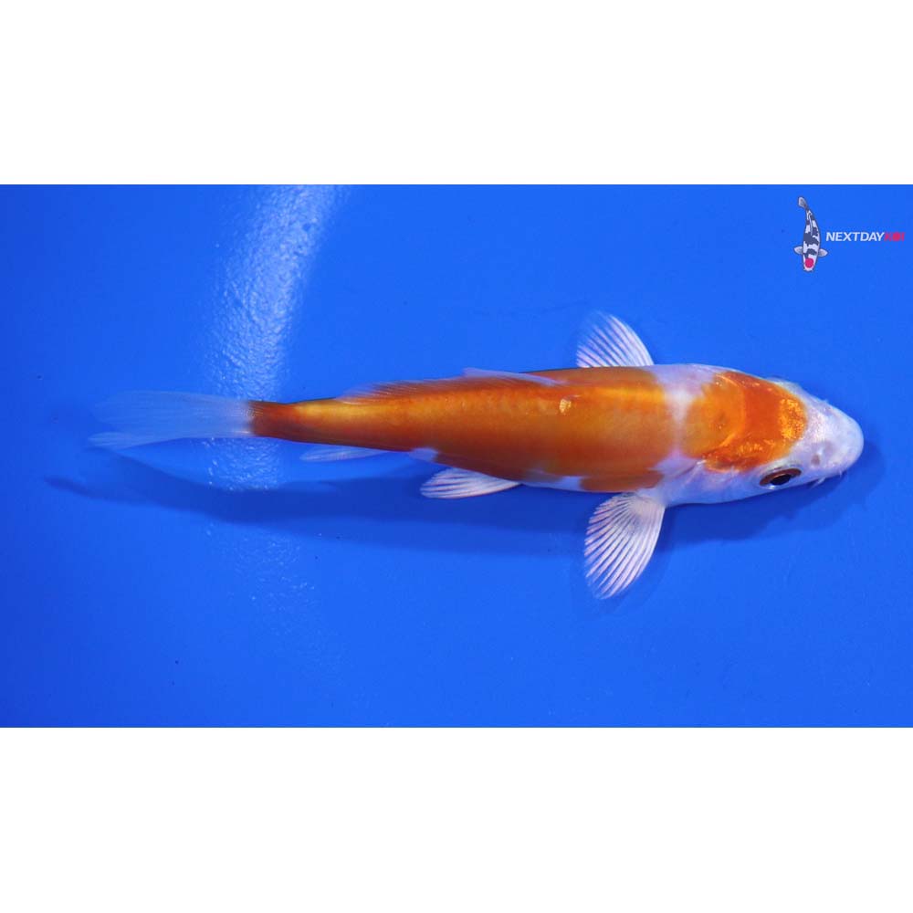 3.5” Imported Kikusui