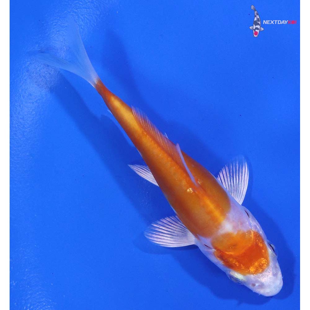 3.5” Imported Kikusui